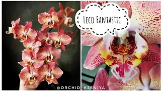 Phal. Leco Fantastic - фаленопсис Леко Фантастик в домашнем цветении