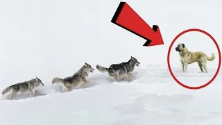 3 Wolves Attacked a Pet Dog! Real Fights Caught on Camera