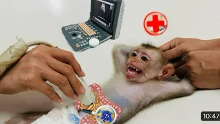 Mom took monkey Diana to the doctor to do an abdominal ultrasound to check intestines