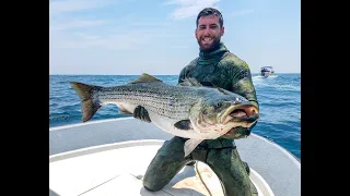 Spearfishing HUGE Striped Bass 50 pound school (narrated)