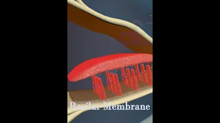 Basilar Membrane #education