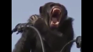 Chimpanzee Caught On Power Lines After Escaping Japanese Zoo