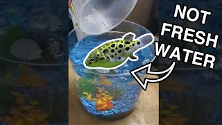 BEGINNER Fishkeeper gets a PUFFER fish, WCGW? | Fish Tank Review 193