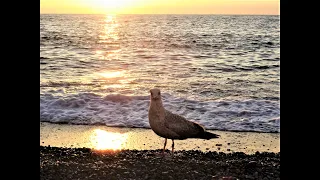 Синее море. Елена Камбурова