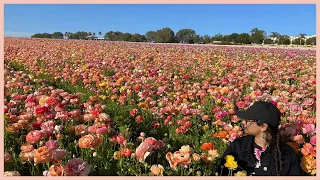 The Flower Fields at Carlsbad Ranch, California (Part 2)