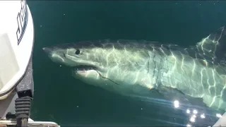 Great White Shark Eyes off Boat and its Motor - Spencer Gulf, South Australia 18/10/18