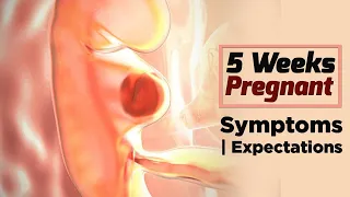 5 Weeks Pregnant Baby Development - Pregnancy Calculator By Last Period