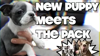 Baby Boston Terrier Puppy meets the pack CUTE