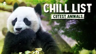 CUTEST ANIMALS 🐼 Relaxing Music Video for Stress Relief