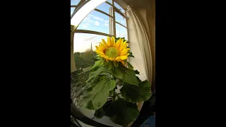 My Sunflower Timelapse - from Seed to Flower to Seed