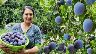 ||Prunes Season(Sun Dried Prunes) In Kinnaur HP||