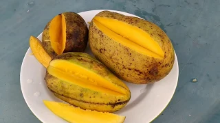 What are those three unique Sarawak mango varieties (Mangifera hybrids?)