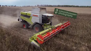 Ackerbohnen Dreschen | Landtechnik Steigra | Claas