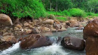 Sleep Immediately with Roaring stream river, Relaxing brook Sounds, Soothing river sounds for sleep