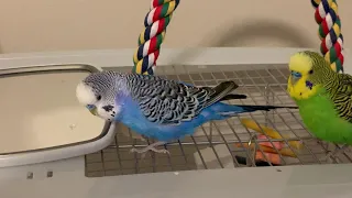 Kiwi and Pixel the Parakeets play with a mirror