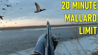 MALLARDS POURED Into My Decoy Spread! (Limited Out) | 28 GAUGE Duck Hunt (Remastered)