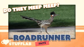 Facts About the Roadrunner | Facts | Stuff Lab