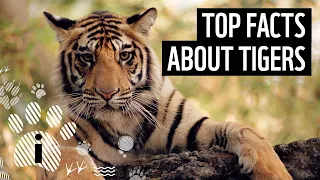 Top facts about tigers | WWF