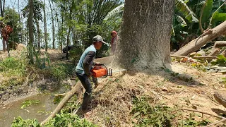 Difficult & Dangerous!! Cut down 2 trembesi trees across the river.