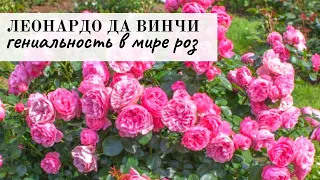 Леонардо да Винчи - идеальная роза, описание, агротехника