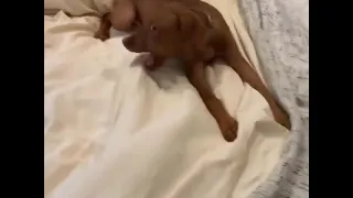 so cute vizsla dog is playing with blanket on bed😘🤗