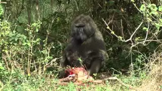 Baboon eating Baby Impala alive