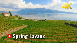 Switzerland 🇨🇭 Lavaux Spring Walk, Vineyard Terraces, magnificent views of the Alps and Lake Geneva