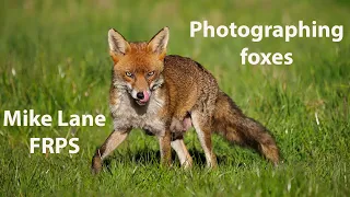 Photographing the Red fox