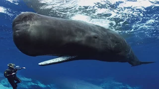 Sperm Whales Clicking You Inside Out — James Nestor at The Interval