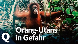Wie der Anbau von Palmöl den Orang-Utan bedroht (Ganze Doku) | Quarks