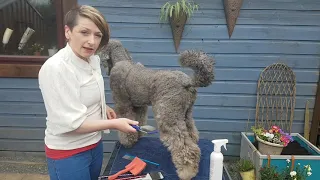 Brushing Gráinne at home.  Standard poodle Lockdown grooming Part 1?