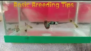Ep2: The Basics of Guppy Breeding (Easy | Simple Guide)