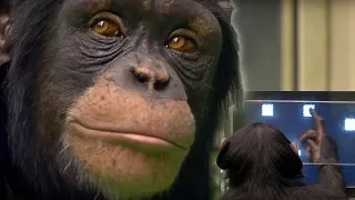 Chimp vs Human! | Memory Test | BBC Earth