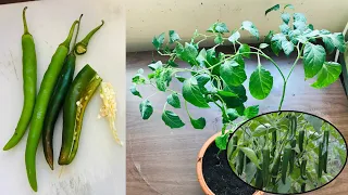 How To Grow Chilli from Store Bought Chillies | Grow Chilli from Seeds 100% Sure