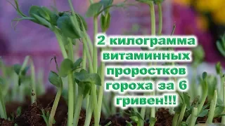 Как ЛЕГКо получить 2 килограмма витаминных проростков гороха за 6 гривен. В меню микрозелень дешево!