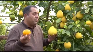 Mening bog'im | Бухоро вилоятида лимон етиштириш сирлари [11.03.2020]