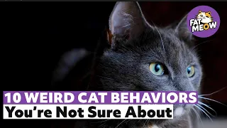 10 Weird Cat Behaviors You're Not Sure About