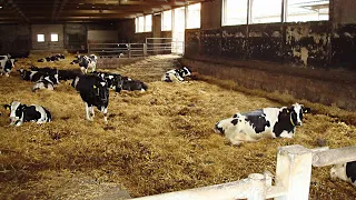 Як безприв'язне утримання корів впливає на приріст поголів'я