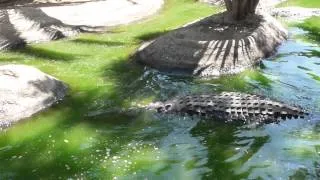 Cocodrilos Park, Torremolinos