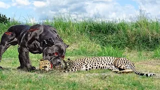 This Is Why They Are Called Leopard Killers