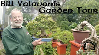 Bill Valavanis shows us around his garden! - Greenwood Bonsai