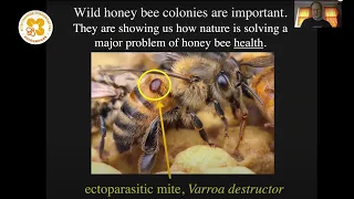Жизнь пчёл. Клещ Варроа и естественный отбор.