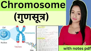 Cell biology (L-13),Chromosomes bsc 1st year zoology knowledge adda lion batch in Hindi