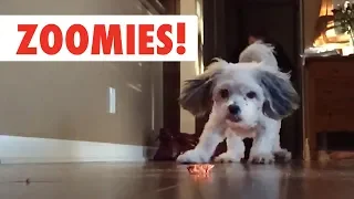 Zoomies! | The Fastest Pet Compilation of the Year | The Pet Collective