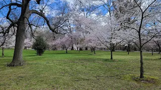 Cherry Blossoms at Branch Brook Park