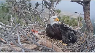 Big Bear Eagles ~ SO ADORABLE! 🐥 Spirit Gives Baby BEAK KISSES To Mom! 💕 4.11.22