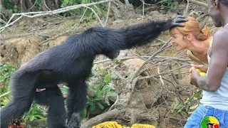 Ponso, Chimp Abandoned by NY Blood Center