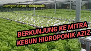 SELADA MYRTEL DI KEBUN MITRA @dedeabdulaziz3214