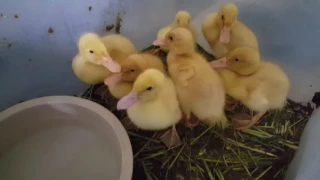 Cute Little ducklings quaking
