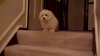 Coton De Tulear puppy learns stairs (Part 2 of 2)